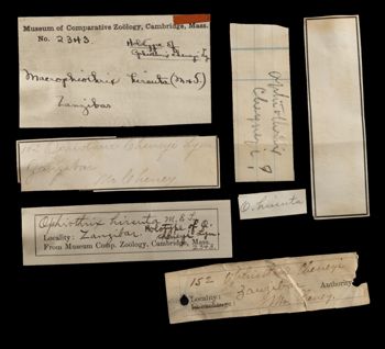 Media type: image;   Invertebrate Zoology OPH-2343 Aspect: labels